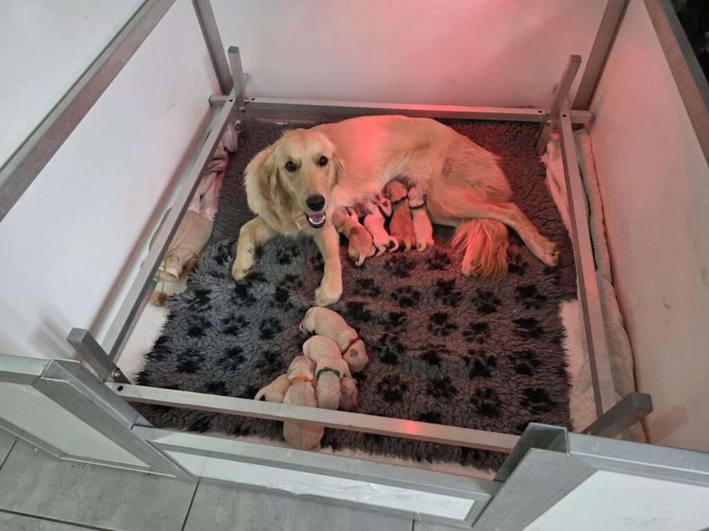 About Forever Golden Retrievers