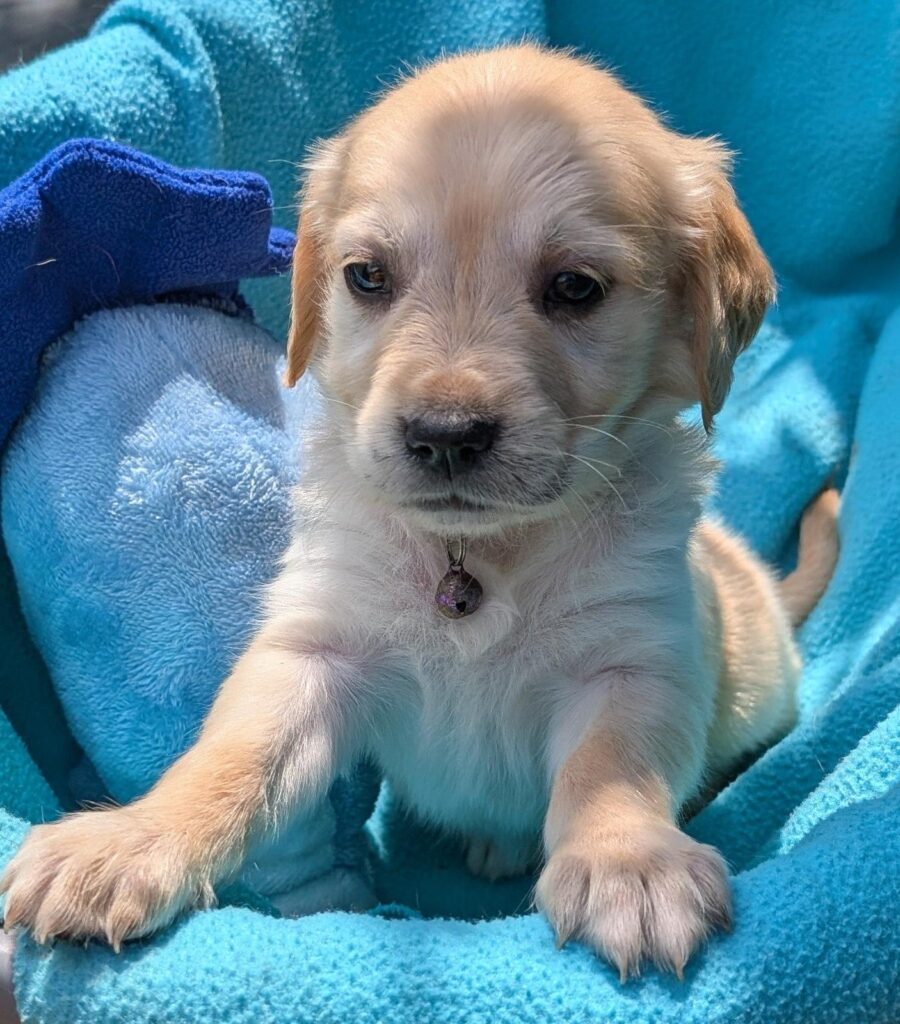 Best Puppy Training Near Me | Forever Golden Retrievers